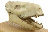 Fossil Oreodont (Merycoidodon) Skull - South Dakota #284373-4